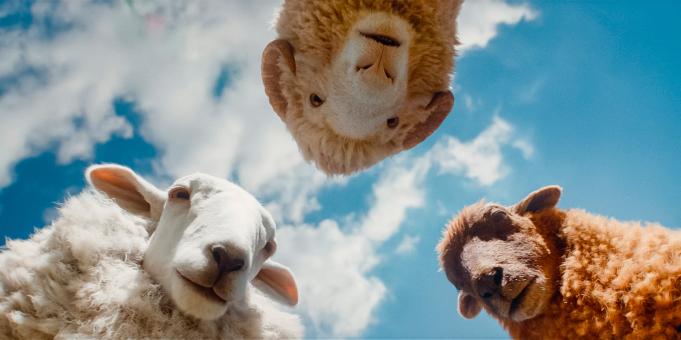 (von links nach rechts) Cloud, Mopple und Lily in GLENNKILL: EIN SCHAFSKRIMI von Amazon MGM Studios. Bildnachweis: Mit freundlicher Genehmigung von Amazon MGM Studios  © 2026 Amazon Content Services LLC. Alle Rechte vorbehalten.